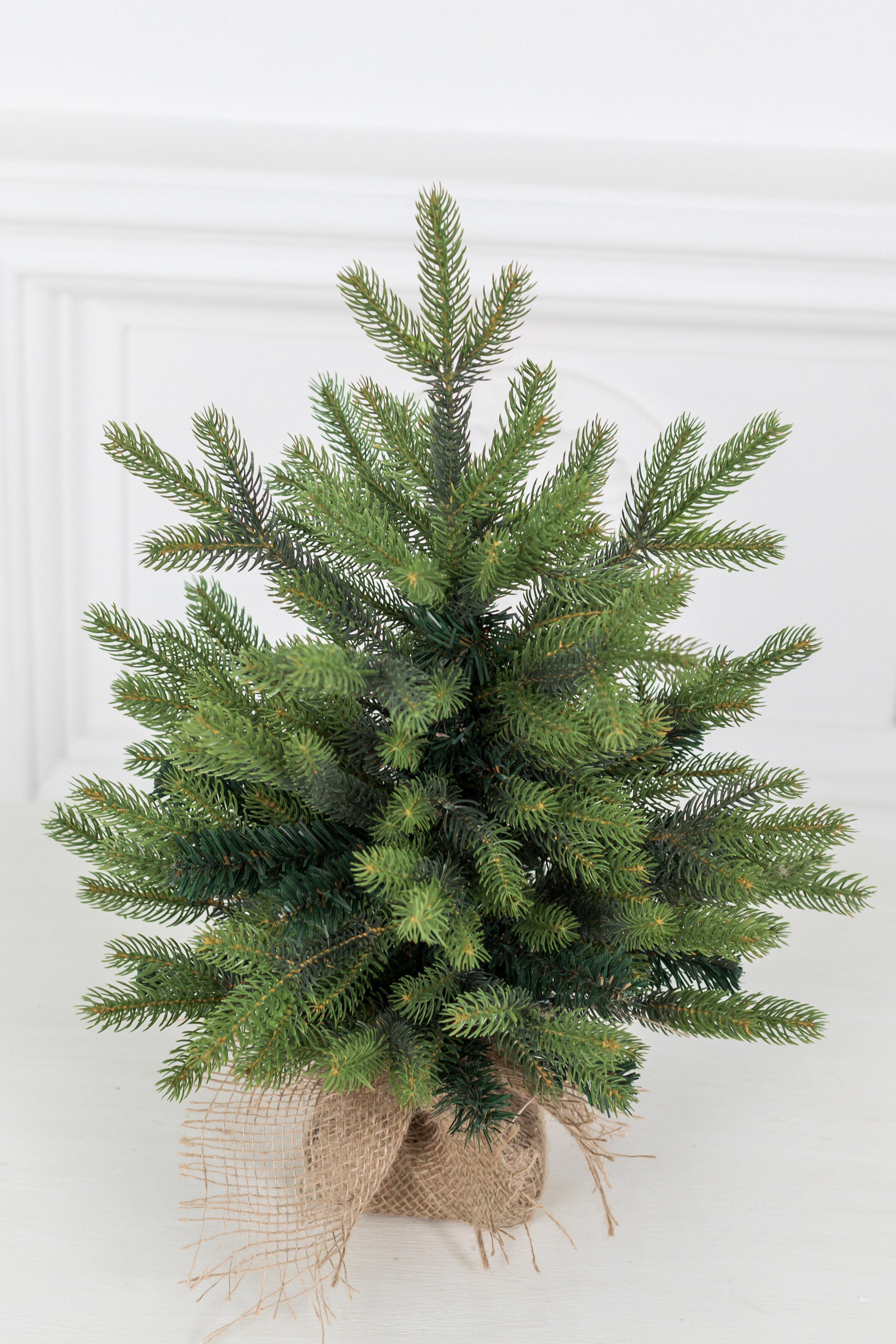 Ель "Императрица" двухцветная