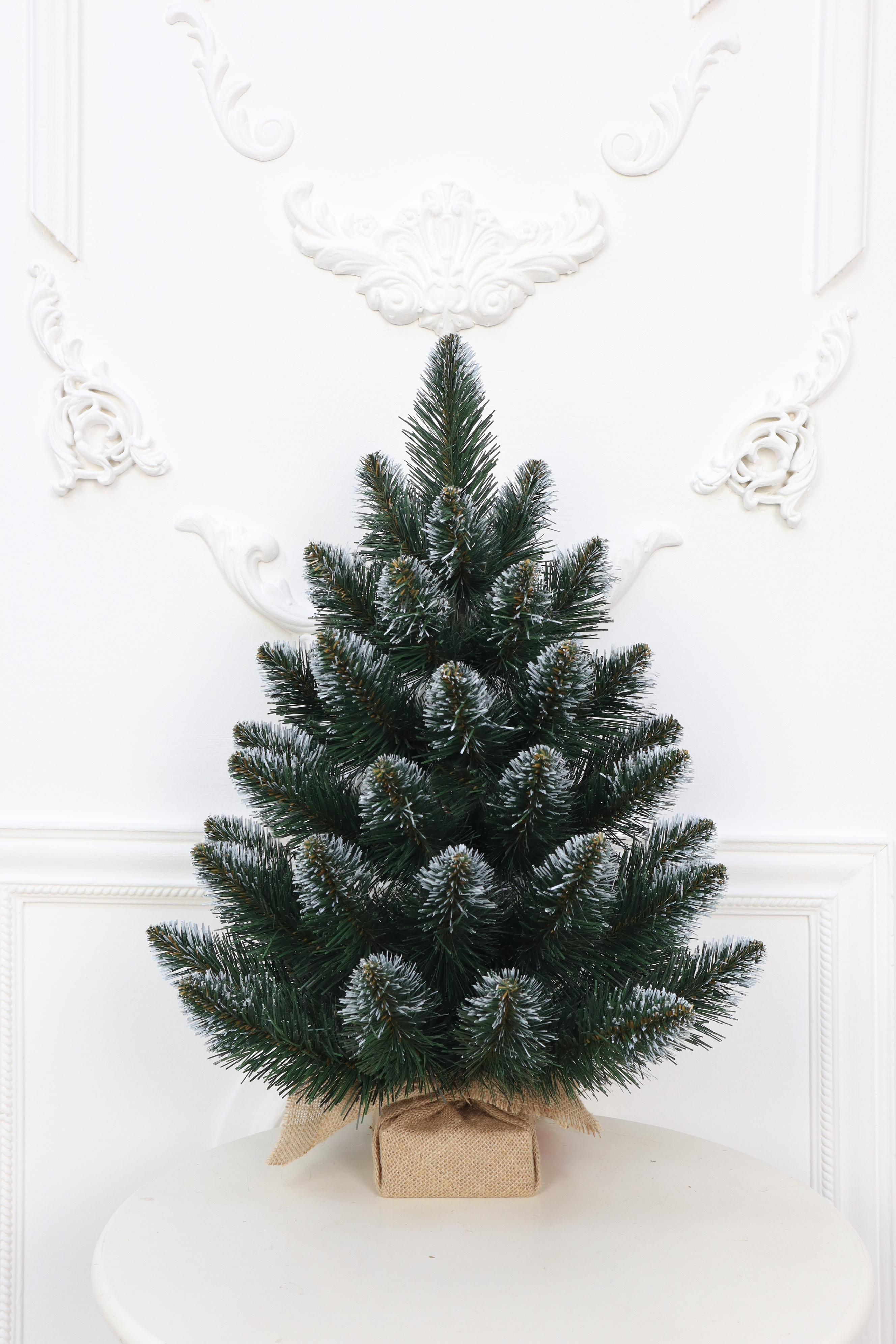 Ель "Кавказская" белые кончики