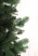 Ель "Венецианская" (зонтик) 2,8 м