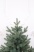 Ель "Датская голубая Премиум" 0,75 м