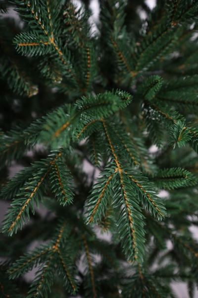 Ель "Итальянская Премиум" (зонтик) 2,4 м