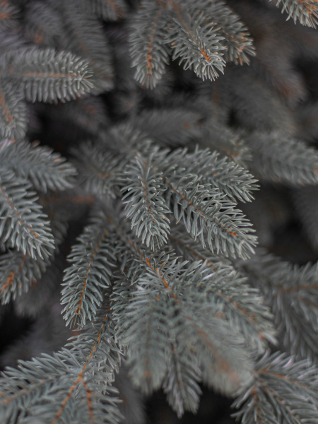 Ель "Кремлёвская Премиум голубая" (зонтик) 2,85 м.