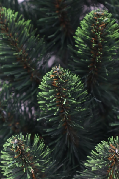 Ель "Кавказская" 0,6 м св.зелёные кончики