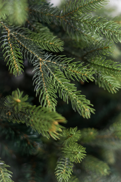 Ель "Императрица" двухцветная 1,2 м