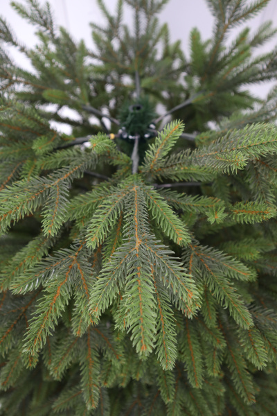 Ель "Императрица Премиум" двухцветная (зонтик) 3,2 м