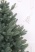 Ель "Датская голубая Премиум" 0,75 м