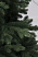 Ель "Уральская" 2,4 м