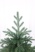 Ель "Амурская Премиум" 2,3м