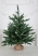 Ель "Царевна"  в коробке 0,75 м