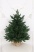 Ель "Датская Премиум" 0,65 м