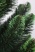 Ель "Кавказская Люкс" 3,0 м св.зелёные кончики