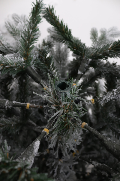 Ель "Царевна заснеженная" 3,15 м