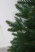 Ель "Итальянская" 2,4 м