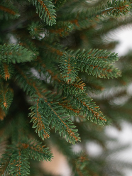 Ель "Итальянская Премиум" 0,75 м 