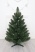 Ель "Кавказская" 0,9 м 