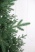 Ель "Карельская Премиум" 2,3м