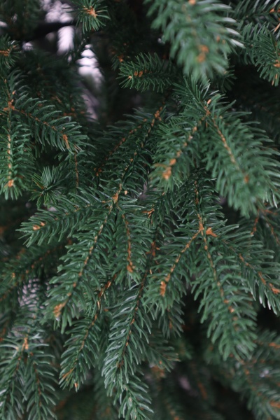 Ель "Царевна Премиум" (зонтик) 2,62 м