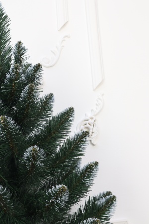 Ель "Кавказская" 0,9 м белые кончики