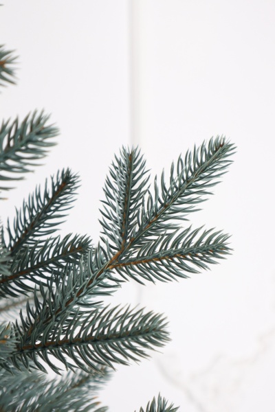 Ель "Карельская Премиум" голубая 2,3м Ель "Карельская Премиум" голубая 2,3м