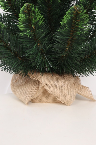 Ель "Кавказская" 0,6 м св.зелёные кончики