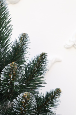 Ель "Кавказская" 0,9 м белые кончики