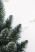 Ель "Кавказская" 0,9 м белые кончики