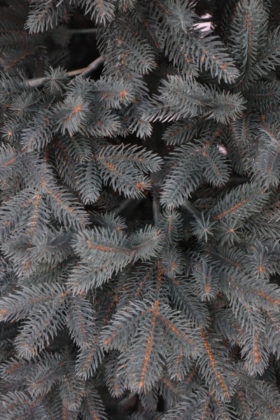 Ель "Датская голубая Премиум" (зонтик) 2,4 м