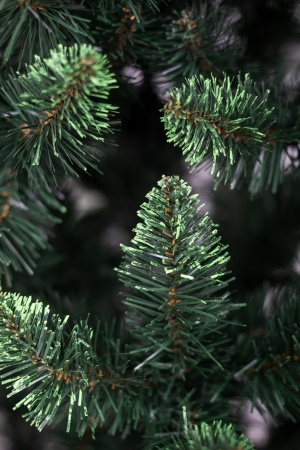 Ель "Кавказская" 2,9 м св.зелёные кончики