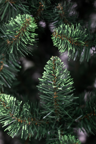 Ель "Кавказская" 1,1 м св.зелёные кончики