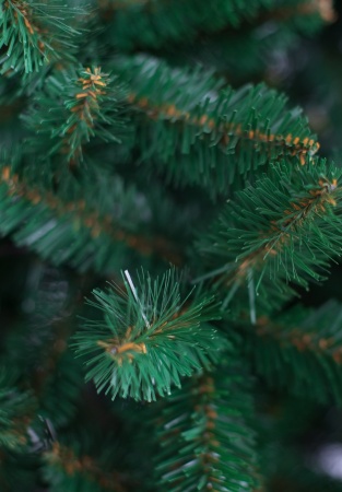 Ель "Алтайская" 2,8 м