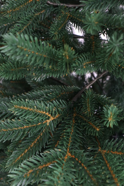 Ель "Финская Премиум" зонтик 1,8 м