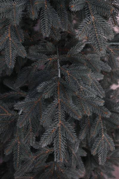 Ель "Карельская Премиум" голубая 2,3м Ель "Карельская Премиум" голубая 2,3м