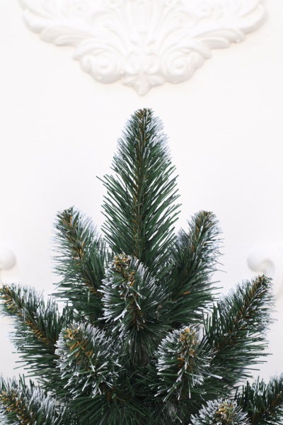 Ель "Кавказская" 0,6 м белые кончики