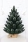 Настольные ели