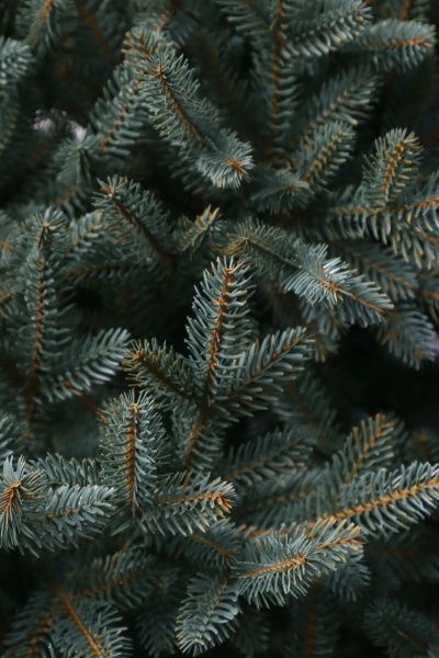 Ель "Датская голубая Премиум" (зонтик) 1,14 м