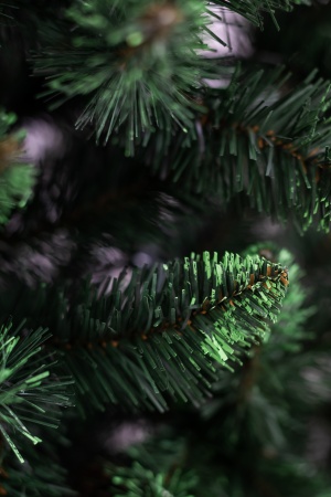 Ель "Кавказская Люкс" 3,0 м св.зелёные кончики