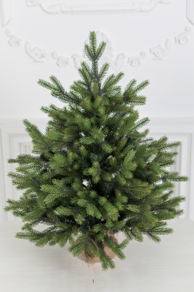 Ель "Императрица" двухцветная 0,8 м