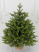 Ель "Императрица Премиум" двухцветная 0,80 м