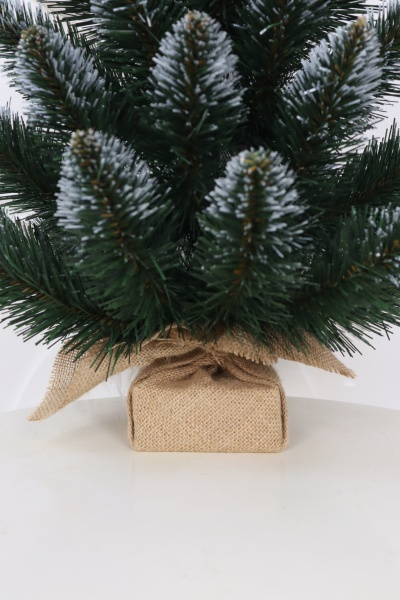 Ель "Кавказская" 0,6 м белые кончики