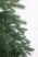 Ель "Амурская Премиум" 2,3м