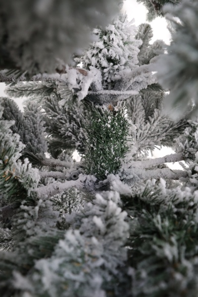 Ель "Испанская" заснеженная (зонтик) 1,9 м