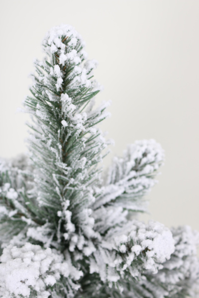 Ель Кавказская заснеженная 0,5 м в коробке