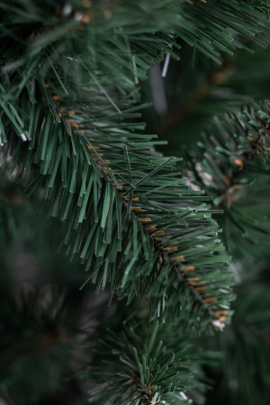 Ель "Кавказская" 2,9 м