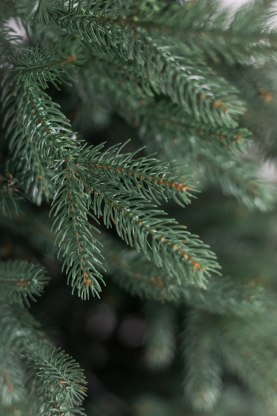 Ель "Императрица" 1,2 м