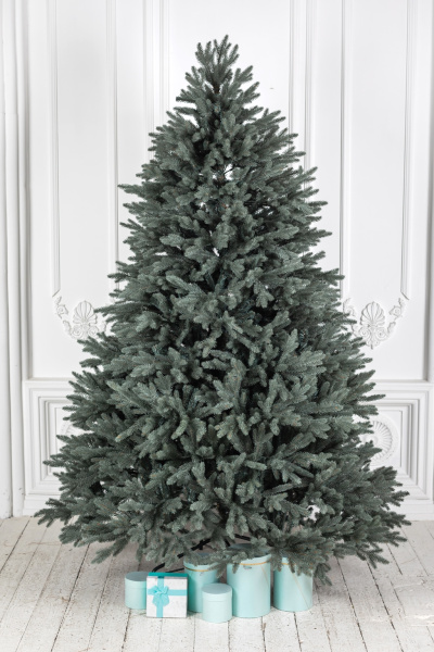 Ель "Кремлёвская голубая" 2,35 м