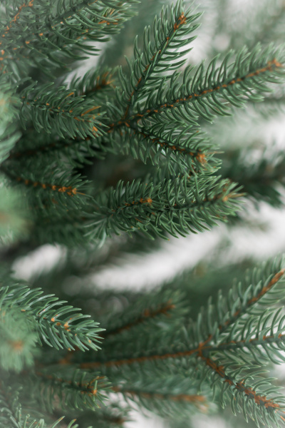 Ель "Царевна"  в коробке 0,75 м