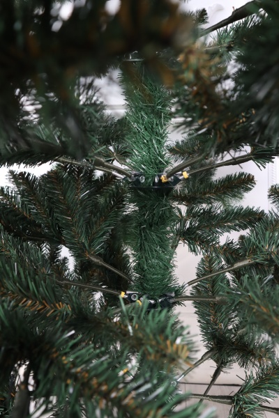 Ель "Дальневосточная" (зонтик) 1,9 м