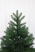 Ель "Дальневосточная" (зонтик) 2,4 м