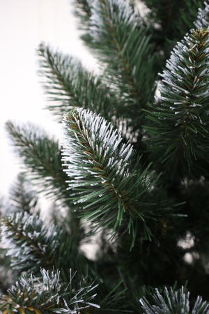 Ель "Кавказская Люкс" 3,0 м белые кончики