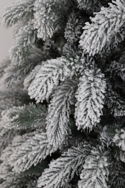 Ель "Исландия заснеженная" 2,6 м